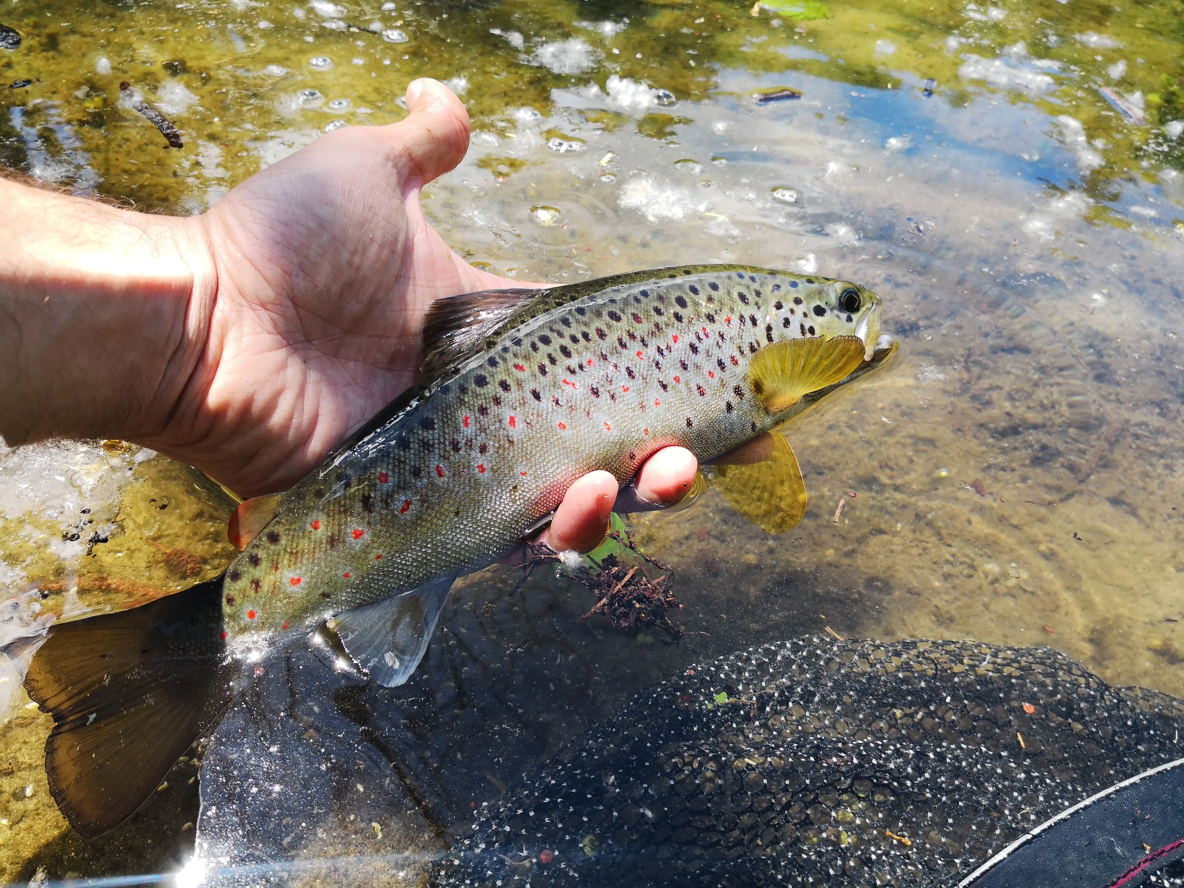 Trota fario rilasciata